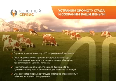 Услуга по обработке копыт у КРС Копытный сервис